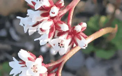 Crassula Saxifraga