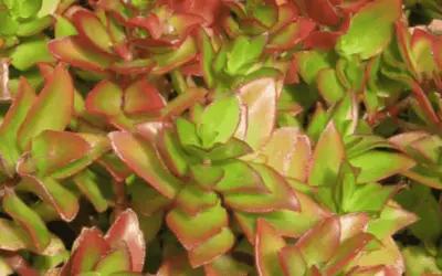 Crassula Sarmentosa