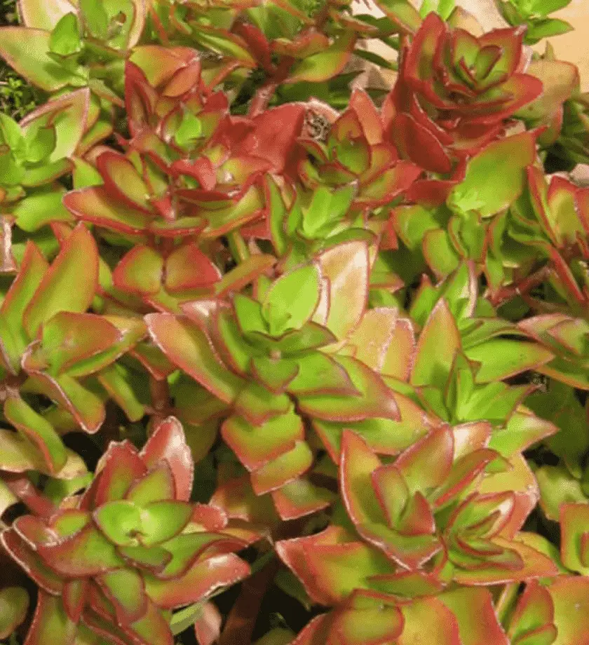 Crassula Sarmentosa