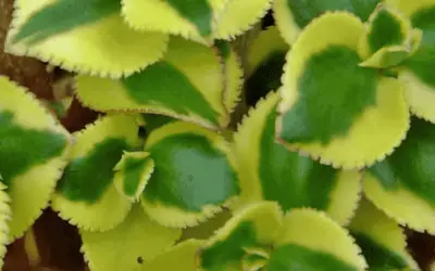 Crassula Sarmentosa ‘Comet’