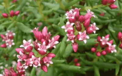 Crassula Sarcocaulis ‘Bonsai Crassula’