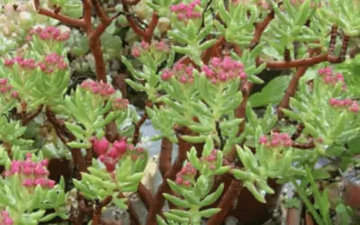 Crassula Sarcocaulis ‘Ken Aslet’