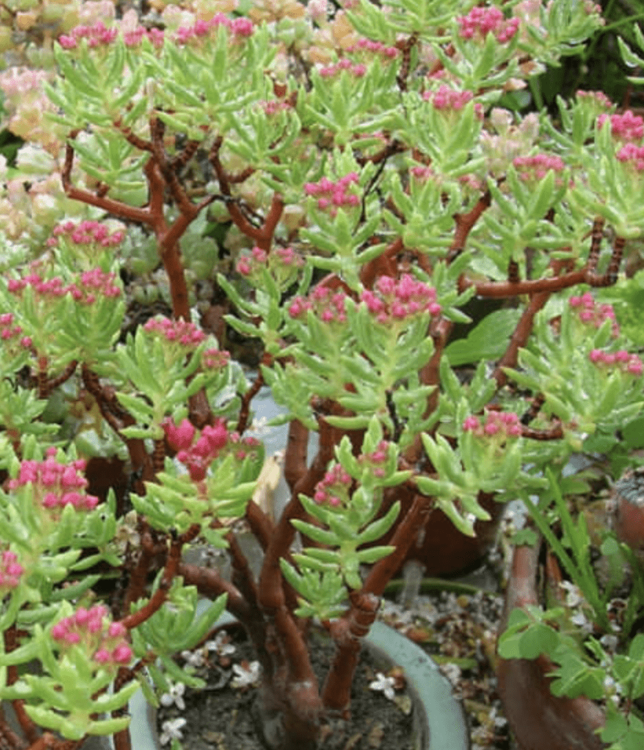 Crassula Sarcocaulis ‘Ken Aslet’