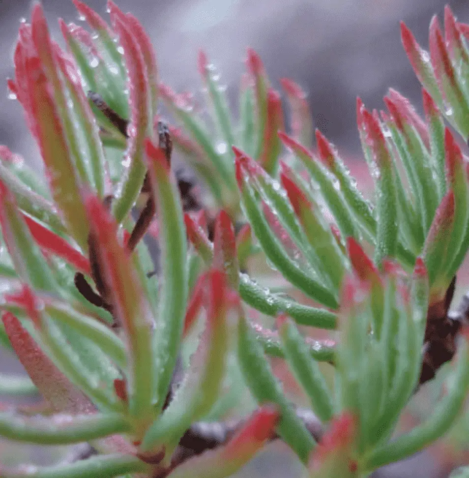 Crassula Sarcocaulis Subsp. Rupicola