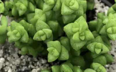 Crassula Rupestris Var. Monticola