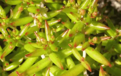 Crassula Subahylla