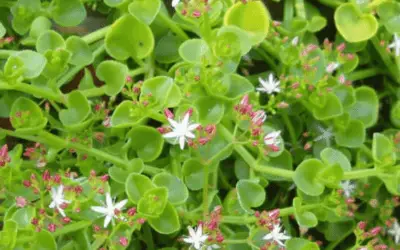 Crassula Spathulata ‘Spathula Leaf Crassula’