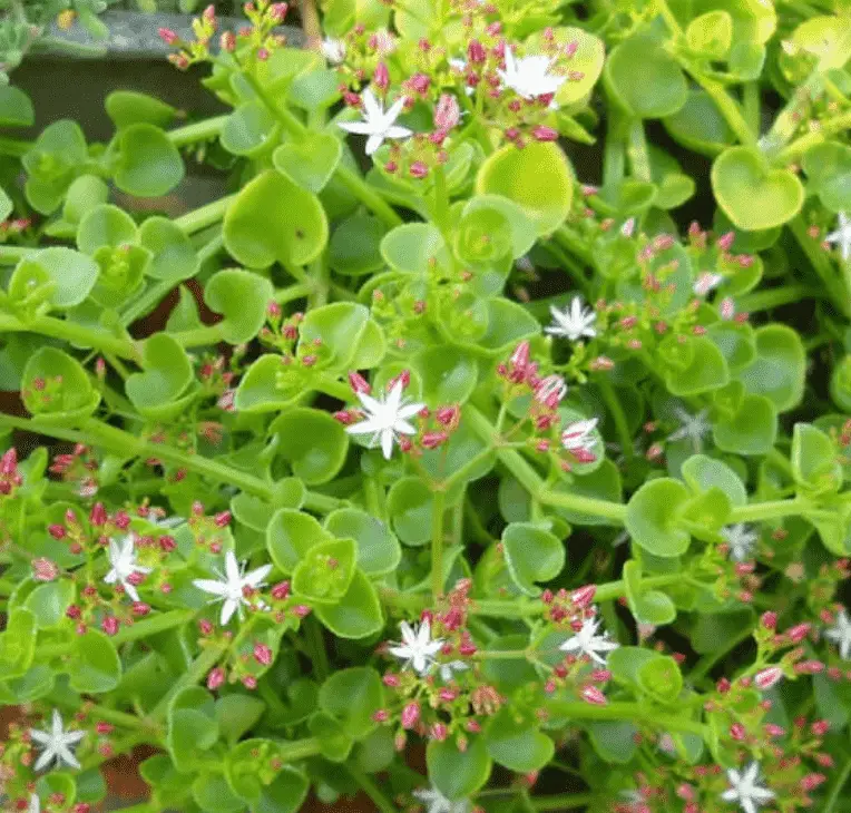 Crassula Spathulata 'Spathula Leaf Crassula'