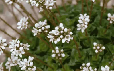 Crassula Socialis ‘Ivory Towers’