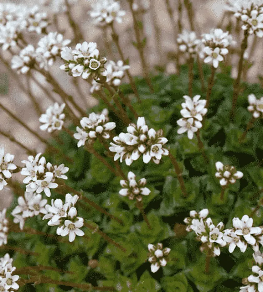 Crassula Socialis 'Ivory Towers'