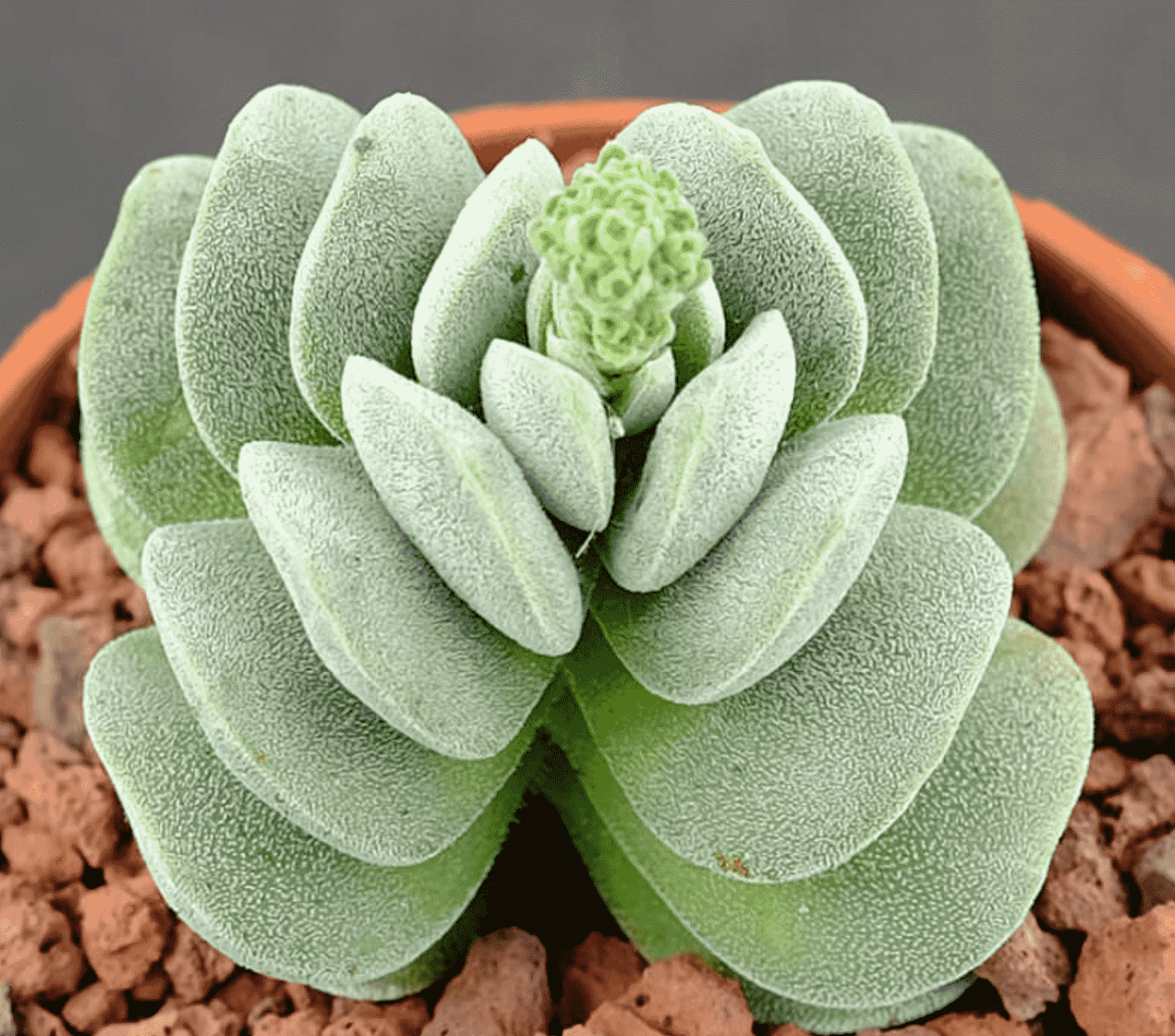 Crassula Sericea Var Velutina