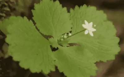 Crassula Umbraticola