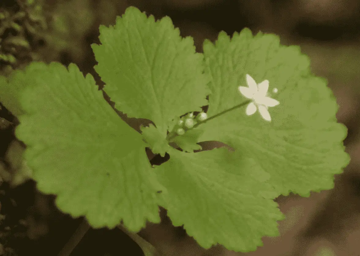 Crassula Umbraticola