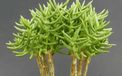 Crassula Tetragona