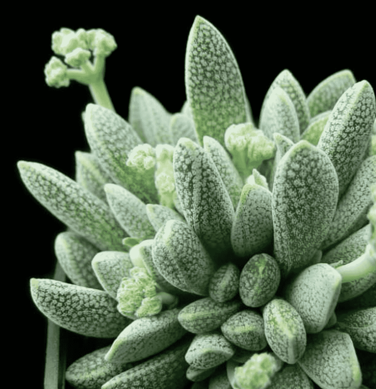 Crassula Tecta 'Lizard Skin Crassula'