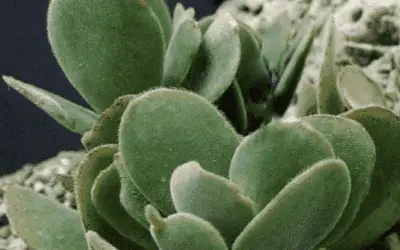 Crassula Swaziensis