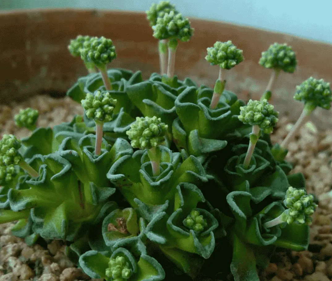 Crassula Susannae