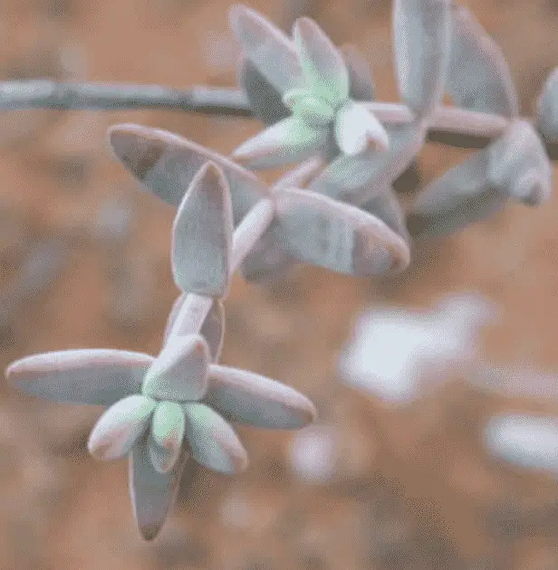 Crassula Subaphylla. Car Virgata