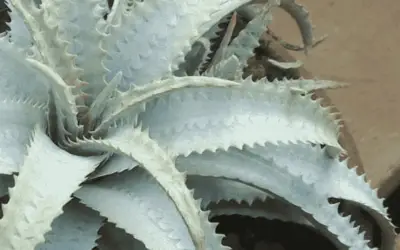 Cryptanthus Warasii ‘Earth Star’