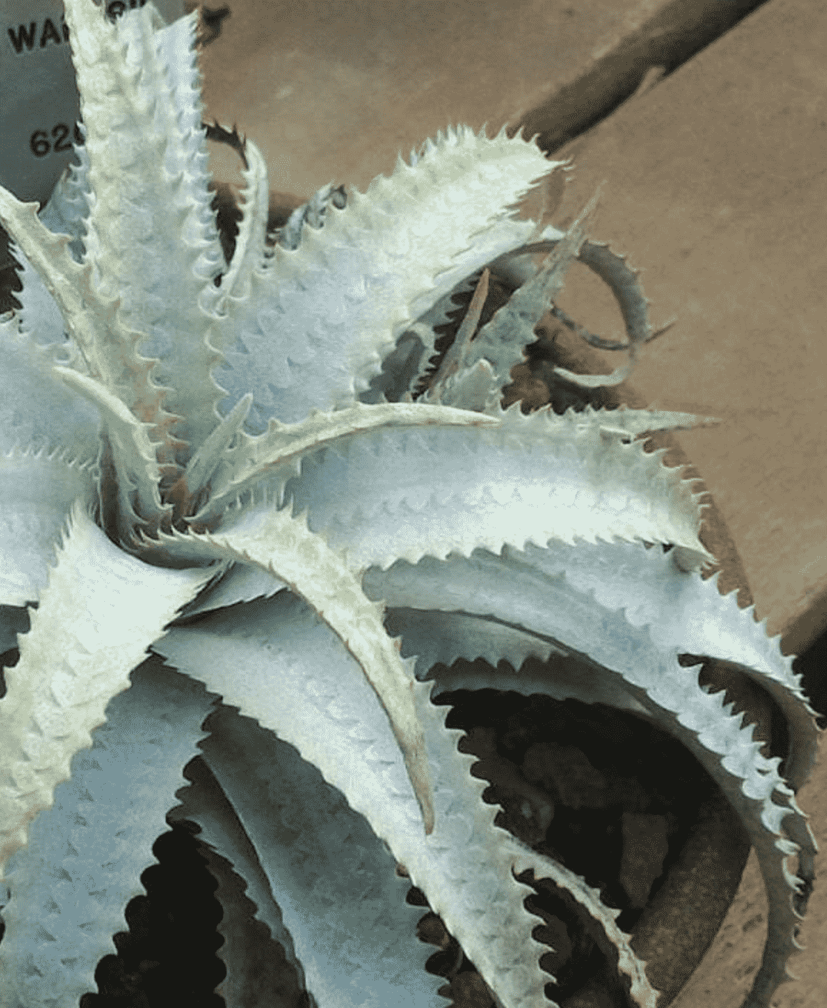 Cryptanthus Warasii 'Earth Star'