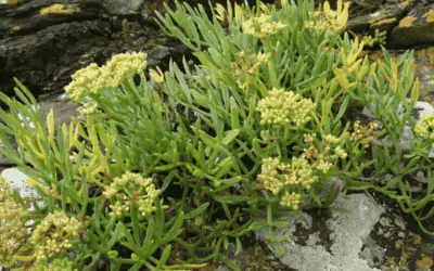 Crithmum Martimum ‘Rock Samphire’