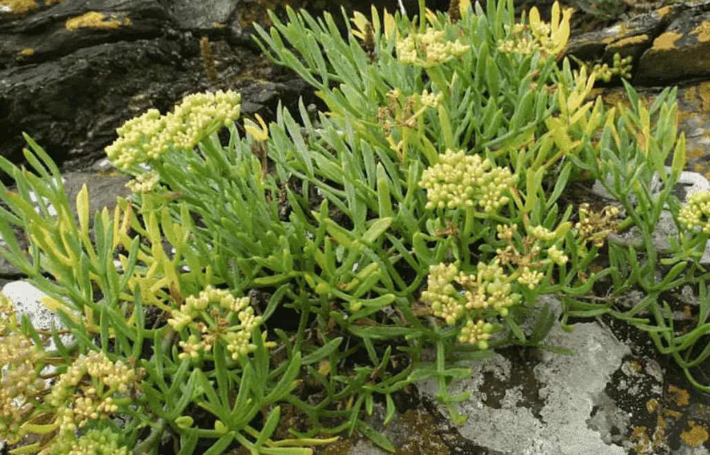 Crithmum Martimum 'Rock Samphire'