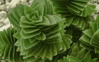 Crassula ‘Estagnol’