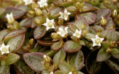 Crassula Volkensii