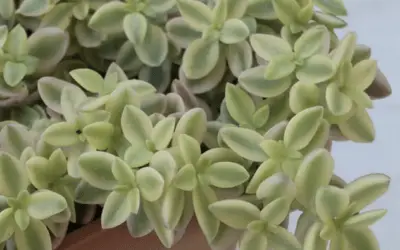 Crassula Volkensii F. Variegata