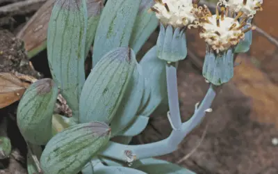 Curio Crassulifolius ‘Blue Fingers’