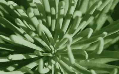 Curio Talinoides ‘Narrow-Leaf Chalk Sticks’