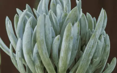 Curio Repens ‘Blue Chalksticks’