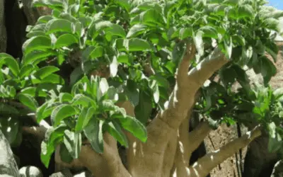 Cyphostemma Currorii ‘Cobas Tree’