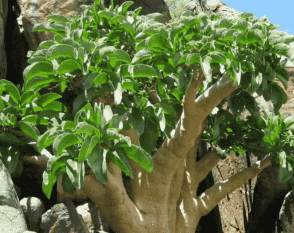 Cyphostemma Currorii 'Cobas Tree'