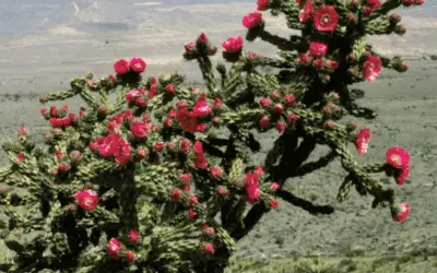 Cylindropuntia Imbricata ‘Tree Cholla’