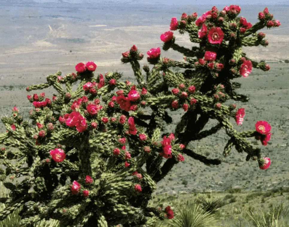 Cylindropuntia Imbricata 'Tree Cholla'