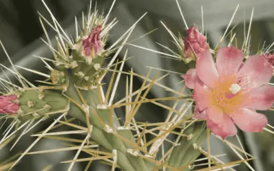 Cylindopuntia Hystrix