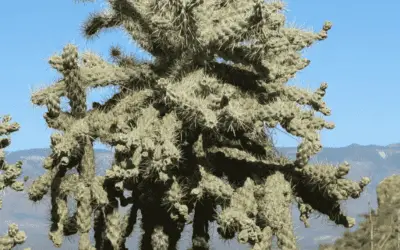 Cylindropuntia Fulgida ‘Jumping Cholla’