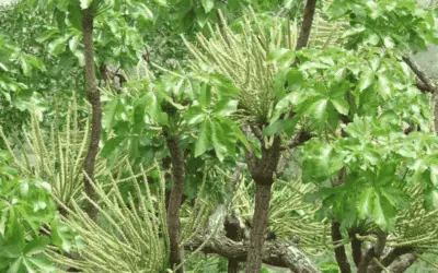 Cussonia Arborea ‘Octopus Cabbage Tree’