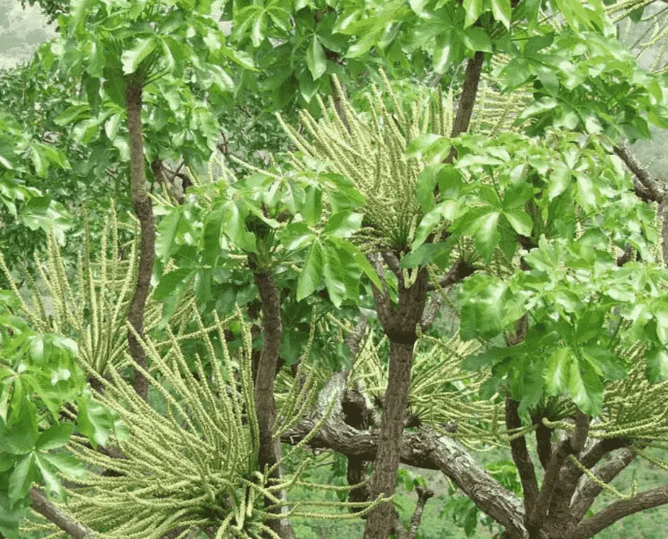 Cussonia Arborea 'Octopus Cabbage Tree'