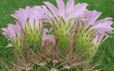 Acantocalycium Spiniflorum