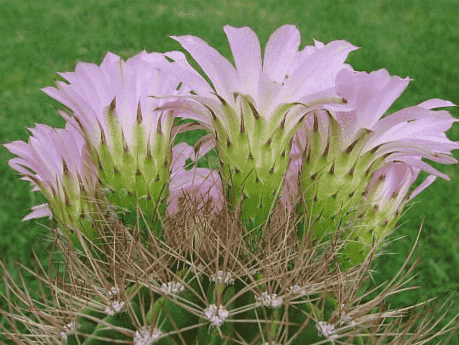 Acantocalycium Spiniflorum