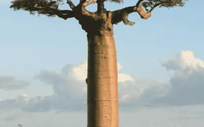 Adansonia Grandidieri