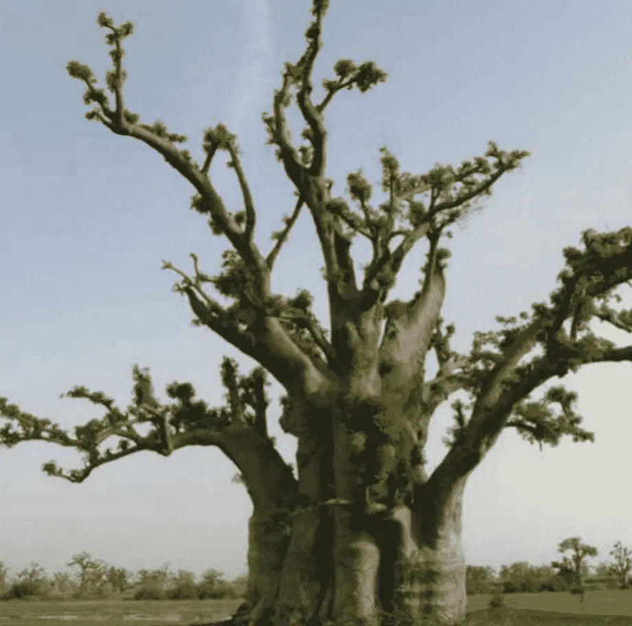 Adansonia Digitata 'Baobab'