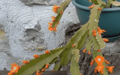 Acanthorhipsalis Monacantha