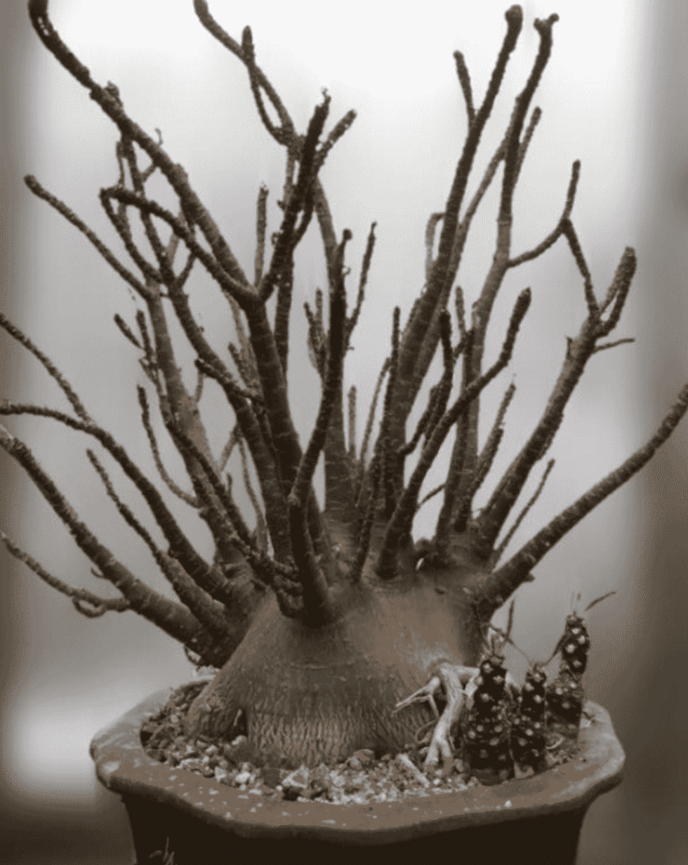 Adenium Arabicum (Care Guide With Pictures) Succulents Network