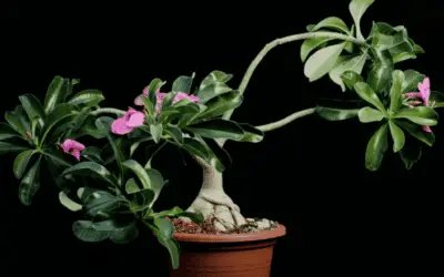 Adenium Obesum Subsp. Boehmianum