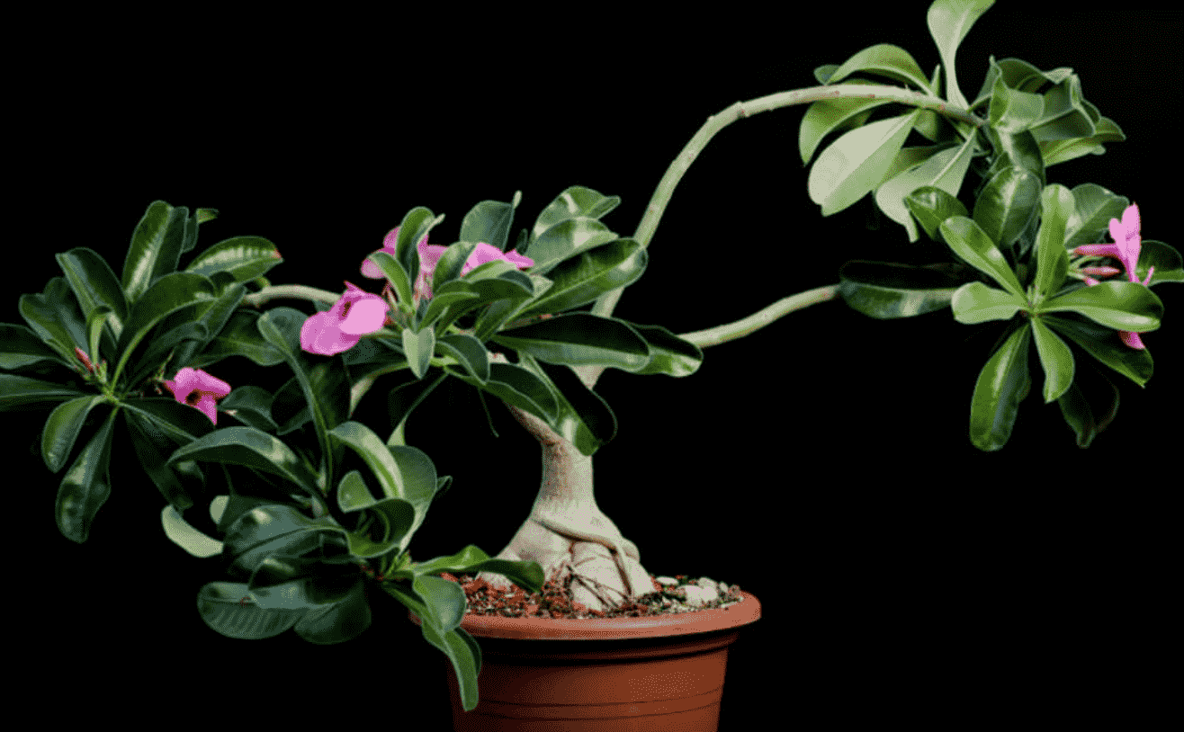 Adenium Obesum Subsp. Boehmianum