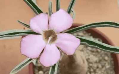 Adenium Obesum Subsp. Oleifolium