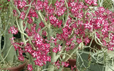 Adenium Multiflorum